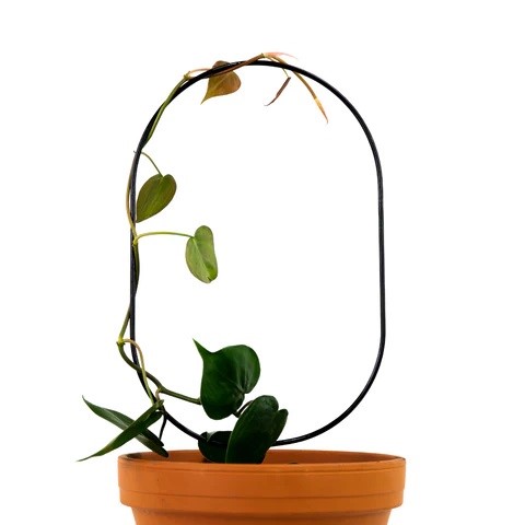 Mossify Oval Metal Trellis – Black